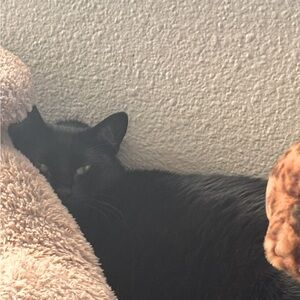 Meet your Posher, Ash